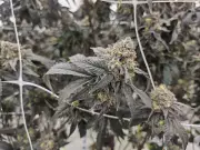 Nova Scotia Police Clarify: No Evidence Links Cannabis Stores to Human Trafficking