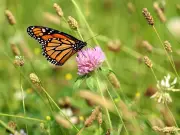 Ontario Court Rules Lawn Mowing Bylaw Violates Charter Rights