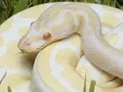 Ontario Judge Bans Python from Family Court as Uncertified Service Animal