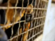 Ontario Woman's $100K Dog Care Bill Slashed to $10K After Seizure of 58 Animals