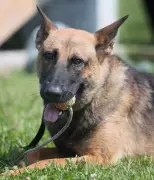 Police K-9 Link Tracks Down Suspects After Windsor Commercial Break-In