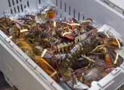 Should Canada Ban Boiling Lobsters Alive? Professor Weighs In on Ethical Debate