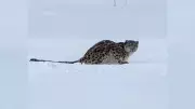 Snow Leopard Attack on Skier in China's Xinjiang Region Sparks Wildlife Concerns