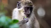 St. Louis Monkey Hunt Complicated by AI-Generated Images