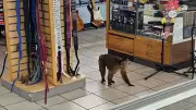 Stolen Monkey Captured After Causing Chaos in Tennessee Pawn Shop