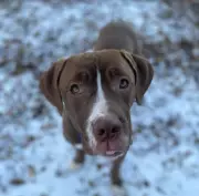 Toronto Humane Society Seeks Forever Home for Anxious Mixed-Breed Dog Dana