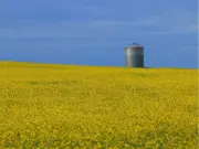 UCalgary Breakthrough: New Gene Tech Fights Canola Pod Shatter, Saves Billions