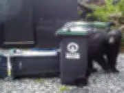 Ucluelet Tops B.C.'s Deadliest List for Black Bears in 2025