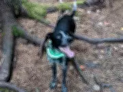 Vancouver's Pacific Spirit Park to Reduce Off-Leash Dog Trails After Safety Incidents