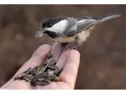 Windsor-Essex Christmas Bird Counts Defy Cold, Reveal Surprising Trends