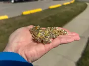 WRPS Investigates Distraction Theft in Cambridge Using Fake Jewelry