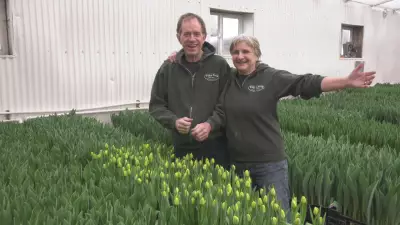 Alberta Couple's 26-Year Passion: Growing Tulips Through Harsh Winter Months
