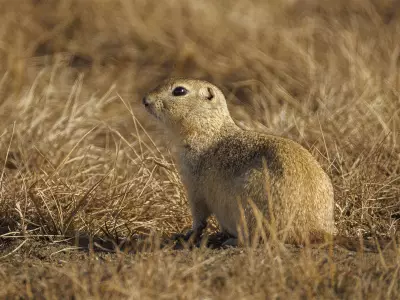 Alberta's Unseasonal Thaw: Wildlife and Landscapes in a Snowless February