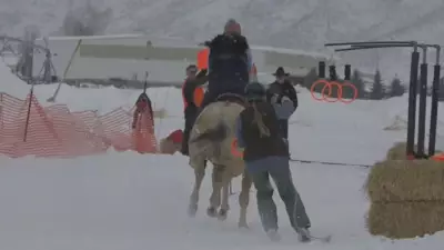 Animal Welfare Concerns Emerge Around Calgary's Skijoring Event