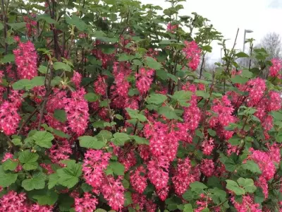 Brian Minter's Guide to Pruning Flowering Shrubs for Maximum Blooms