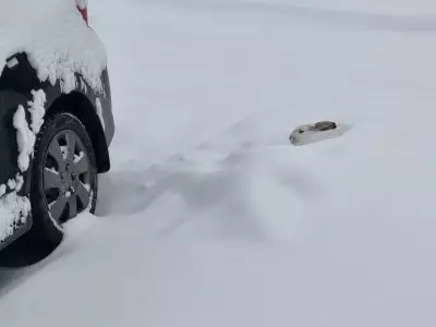 Calgary's Final Winter Flurries as Cold Snap Subsides, Travel Concerns Ease
