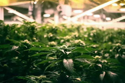 Canadian Study Links Rising Youth Psychosis Rates to Cannabis Use