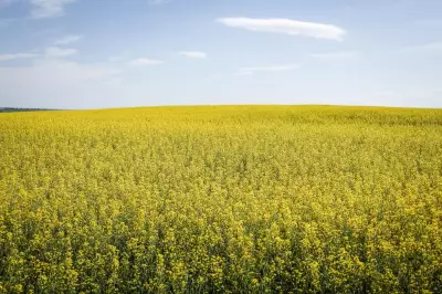 China Lifts Some Tariffs on Canadian Canola and Seafood Following Carney's Diplomatic Visit