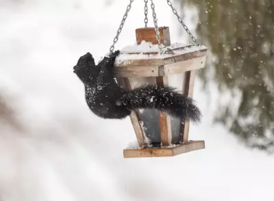 CTV News Windsor Seeks Public Weather Snapshots: Expert Tips for Success