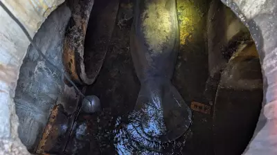 Florida Manatee Rescued from Storm Drain, Recovering at SeaWorld Orlando