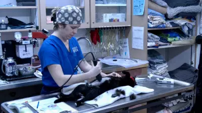 Free Pet Spay and Neuter Services Offered on World Spay Day in Barrie