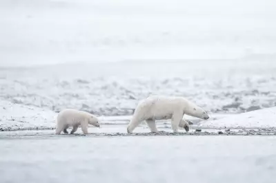 Hunger or Habitat Loss: The Driving Forces Behind Polar Bear Encounters with Humans