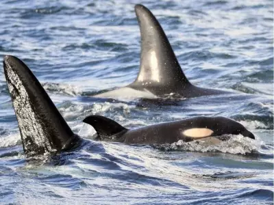 New Orca Calf Born to Critically Endangered Southern Resident Population in B.C.