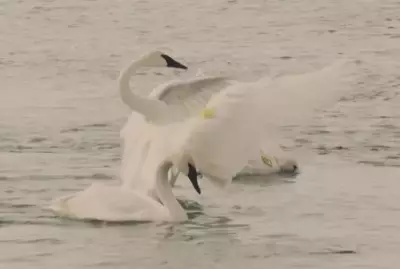 Ontario's Trumpeter Swans: Conservation Efforts Continue for Rare Species
