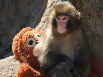 PETA Criticizes Viral Baby Macaque's Zoo Treatment Amid IKEA Toy Craze