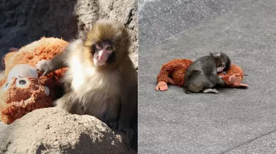 Punch the Baby Macaque: Heartbreaking Story of Abandonment and Resilience