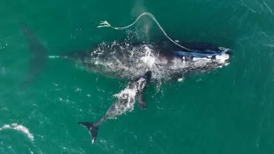 Right Whale Advocate Hails New Entanglement Strategy as a 'Game Changer'