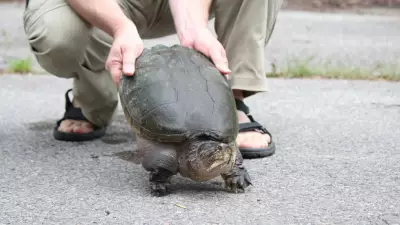 Scarborough Resident Fined for Illegal Snapping Turtle Hunting in Ontario