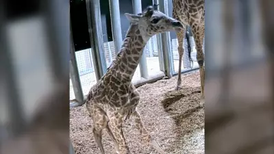 Toronto Zoo Welcomes New Giraffe Calf, a Hopeful Birth After Father's Passing