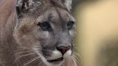 Two Cougar Sightings Reported in Saanich, Police Issue Public Warning