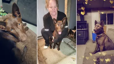 Valuable Australian Kelpie Stolen from Grey County Family; Owners Warn of Targeted Pet Thefts