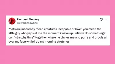 Weekly Roundup of Hilarious Pet Posts to Brighten Your Day