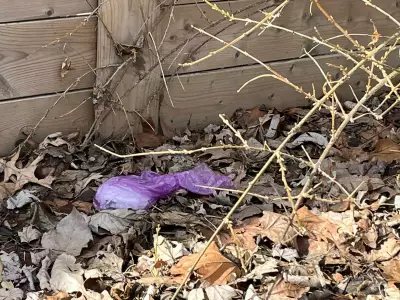 Windsor-Essex Mayor Urges Responsible Pet Ownership Amid Dog Waste Surge