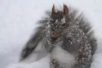 Windsor-Essex Prepares for Extended Snowfall and Bitter Cold Snap