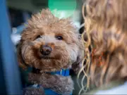 Abandoned Dog at Las Vegas Airport Finds Forever Home with Rescuing Officer