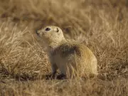 Alberta Farmers Demand Strychnine Approval to Combat Gopher Infestations