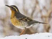 B.C. Bird Trail Launches Free Self-Guided Birding Experiences for Family Day