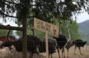 B.C. Ostrich Farm Neighbors Sue RCMP and CFIA Following Controversial Bird Cull