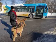 Beaconsfield Residents Voice Opposition to New 211X Bus Route on Montrose Avenue