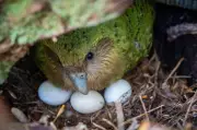 Bumper Berry Harvest Sparks Rare Romance for New Zealand's Flightless Kakapo Parrot