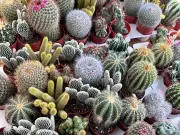 Cacti: The Perfect Low-Maintenance Houseplants for Forgetful Gardeners