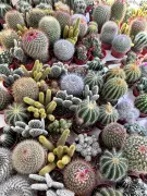 Cacti: The Resilient Desert Survivors Perfect for Canadian Homes