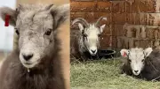 Calgary Zoo to Welcome Orphaned Rocky Mountain Bighorn Lamb for Rehabilitation