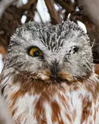 Calgary's Deep Freeze to Ease as Temperatures Gradually Rise Through Tuesday