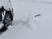 Calgary's Final Winter Flurries as Cold Snap Subsides, Travel Concerns Ease