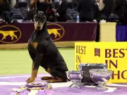 Canadian-Born Doberman Penny Wins Westminster Best in Show